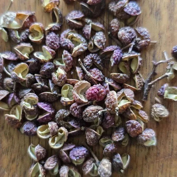 BAGHI BAGHI Bhutanpfeffer bio aus Wildsammlung Königreich Bhutan – Produktbild 2 von 2