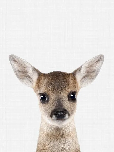 Photocircle Photocircle Poster / Leinwandbild - Fawn – Produktbild 5 von 8