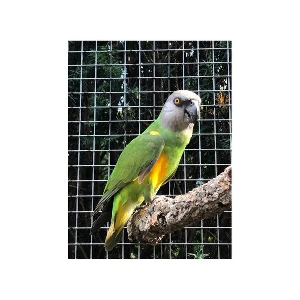 Kork-Deko Kork-Deko Sitzstange aus Kork-Rinde für Vögel | 2er-Set – Produktbild 4 von 7