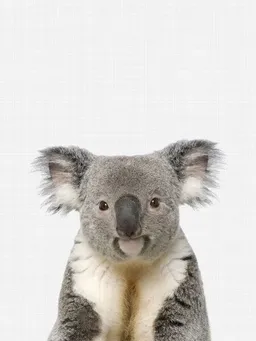 Photocircle Photocircle Poster / Leinwandbild - Koala – Produktbild 1 von 1