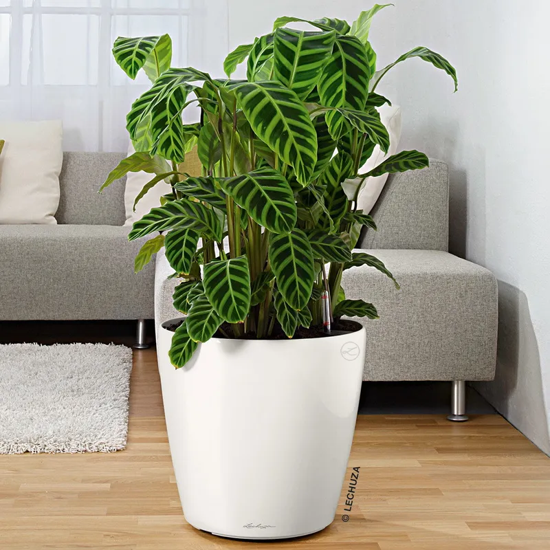 Lechuza® Lechuza® 'Classico 70', weiß, ca. Ø 70 x H 64,5 cm, Weiß, – Produktbild 1 von 1