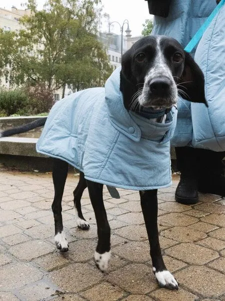 New Orchard New Orchard Dog Hoodie, Blau, – Produktbild 1 von 4