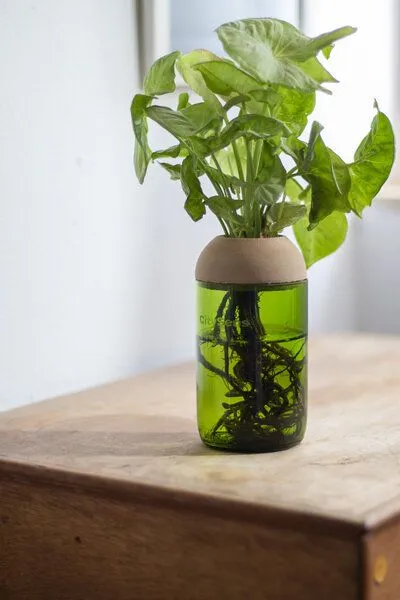 CitySens CitySens Transparenter Pflanztopf, Kiefer / grün, – Produktbild 3 von 4