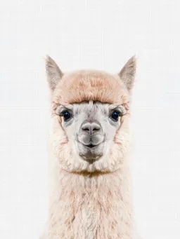 Photocircle Photocircle Poster / Leinwandbild - Alpaca – Produktbild 1 von 1