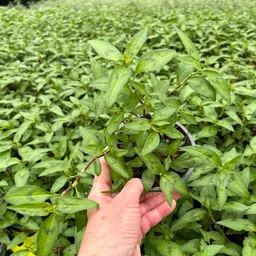 Kölle Bio Kölle Bio Bio Vietnamesischer Koriander, Topf-Ø 12 cm – Produktbild 1 von 1