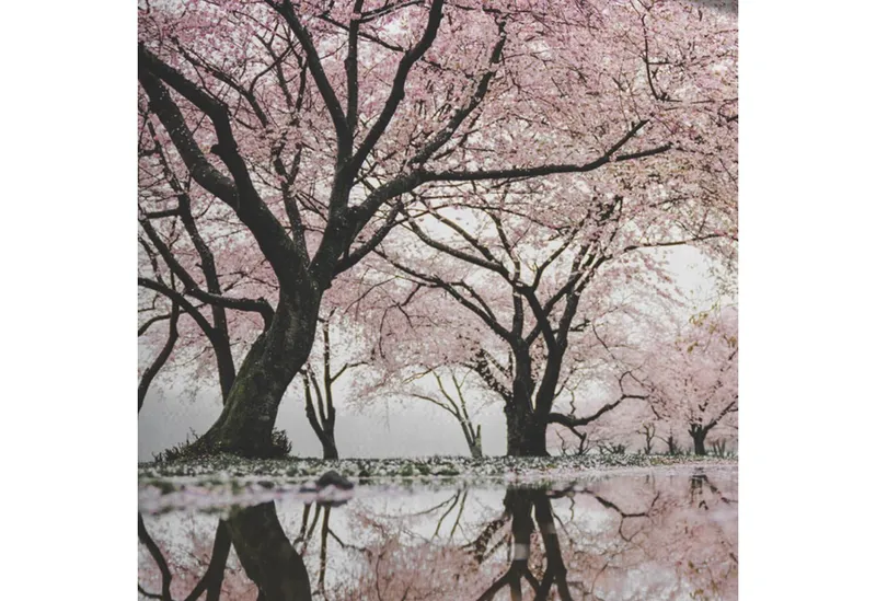 Kayori Kayori Bettwäsche Sognamo Navan Bunt, Baumwolle, 2 teilig, Landschaft, Bäume, Blüten, See, Bunt, – Produktbild 4 von 5