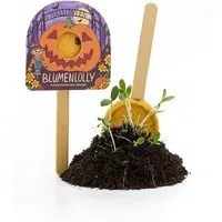 Die Stadtgärtner Die Stadtgärtner Halloween - Blumenlolly - Sonnenblume - Geschenk & Giveaway für Halloween – Produktbild 1 von 1