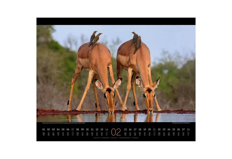 Ackermann Wandkalender Wildes Afrika Kalender 2027 – Produktbild 3 von 5
