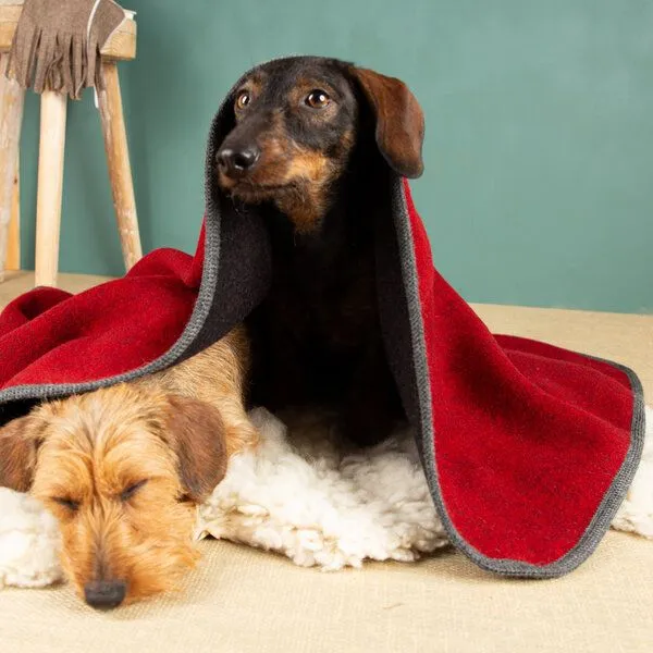 nahtur-design nahtur-design Hundedecke | 100% Schurwolle | natürliche Wärme, Rot_01, – Produktbild 3 von 4