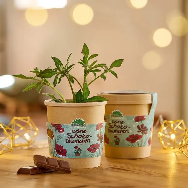 Die Stadtgärtner Die Stadtgärtner Set - 3 Weihnachtliche Anzuchtsets – Produktbild 2 von 4