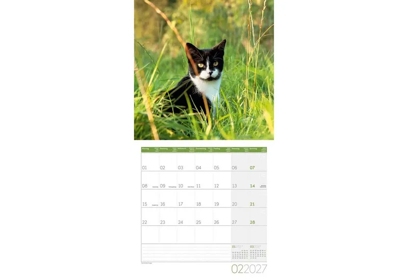 Ackermann Wandkalender Katzen Kalender 2027 - 30x30 - Art12 – Produktbild 3 von 4