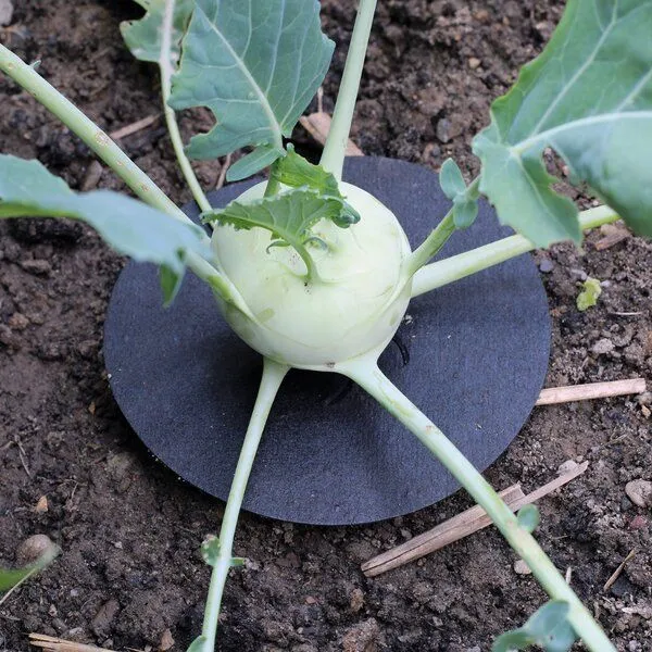 Andermatt Biogarten Andermatt Biogarten Kohl-Kragen 25 Stück – Produktbild 2 von 2