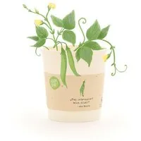 Die Stadtgärtner Die Stadtgärtner Bohnen-Anzuchtset als lustiges Geschenk | Nachhaltige Geschenkidee für Aufmunterung & als Spaßgeschenk – Produktbild 1 von 1