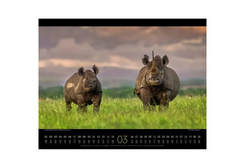 Ackermann Wandkalender Wildes Afrika Kalender 2027 – Produktbild 4 von 5