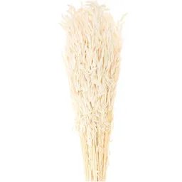 Rico Design Rico Design Getrockneter Hafer natur 60-75cm 100g – Produktbild 1 von 1