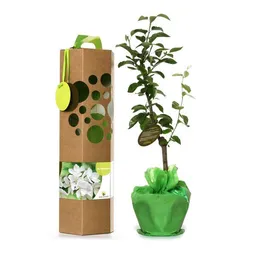 SchenkeinBäumchen SchenkeinBäumchen Birnbaum – Produktbild 1 von 1