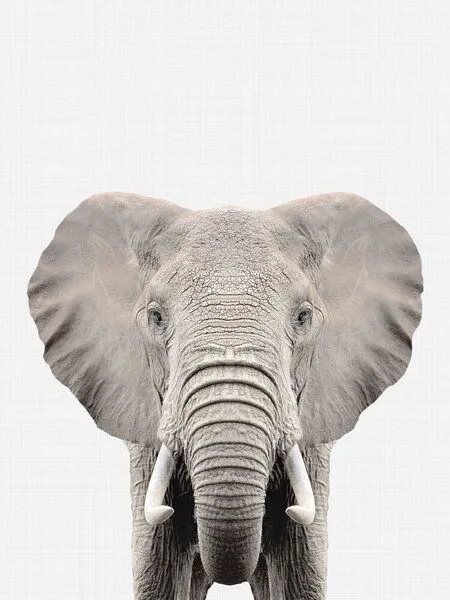Photocircle Photocircle Poster / Leinwandbild - Elephant – Produktbild 1 von 4