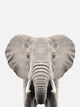 Photocircle Photocircle Poster / Leinwandbild - Elephant – Produktbild 1 von 1