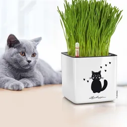 Lechuza® Lechuza® 'Cube Glossy 14 Cat', weiß, ca. 14 x 14 x H 13,5 cm – Produktbild 1 von 1