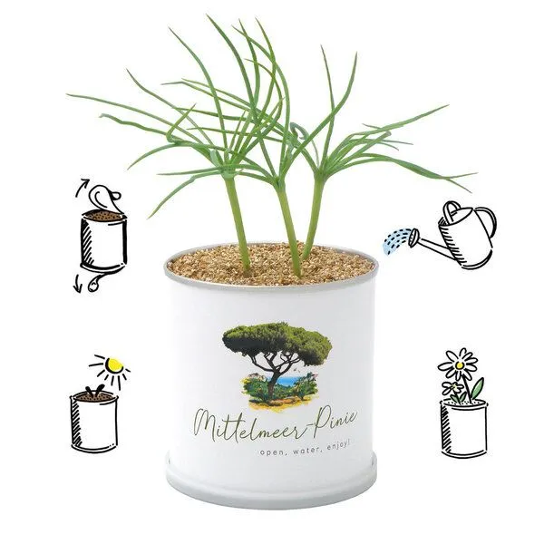 MacFlowers MacFlowers Echte Mittelmeerpinie - italienische Steinkiefer in Dose – Produktbild 2 von 2
