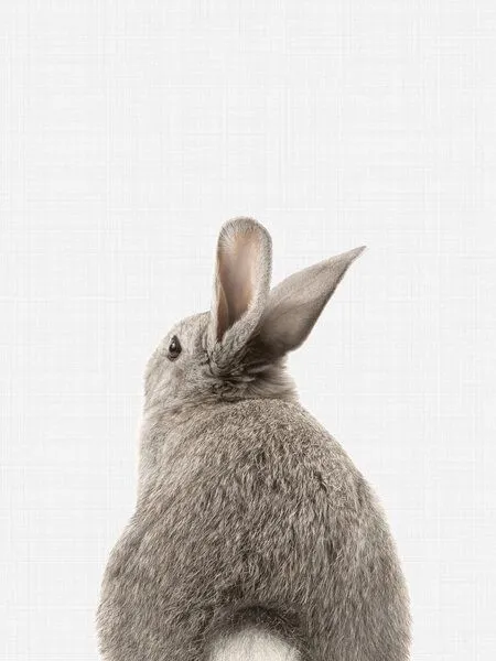 Photocircle Photocircle Poster / Leinwandbild - Rabbit Tail – Produktbild 1 von 4