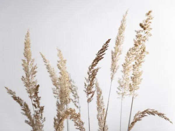 Photocircle Photocircle Poster / Leinwandbild - glorious golden PAMPAS grass – Produktbild 2 von 4