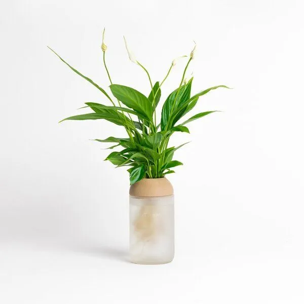 CitySens CitySens Transparenter Pflanztopf, Kiefer / weiß, – Produktbild 1 von 4