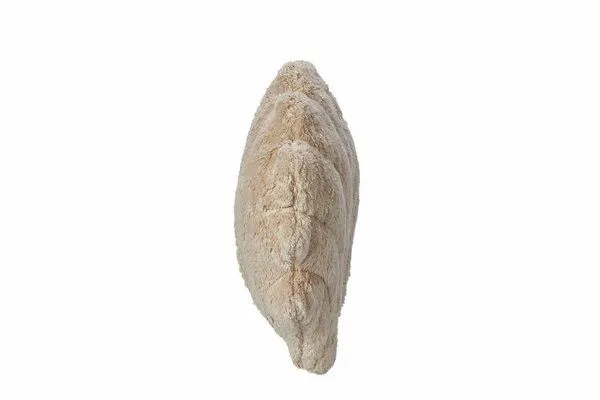 Senger Naturwelt Senger Naturwelt Kuscheltier Muschel klein oder groß auch als Wärmekissen verwendbar – Produktbild 4 von 4