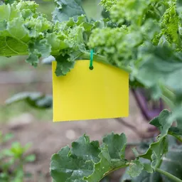 Andermatt Biogarten Andermatt Biogarten Leimfallen, Gelbfallen oder Blaufallen – Klebefallen zur Überwachung fliegender Insekten (je nach Auswahl 8 oder 10 Stück) – Produktbild 1 von 1