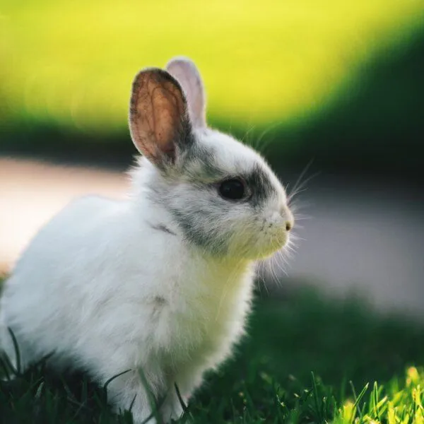 Silberkraft Silberkraft Milbenspray Hase / Kaninchen – Produktbild 8 von 8
