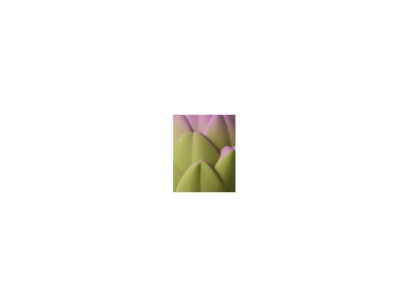 Oli & Carol Oli & Carol Baby Greifling und Rassel Naturkautschuk Artichoke 6 x 4,8 x 11,3 cm, Pink, grün, – Produktbild 2 von 2