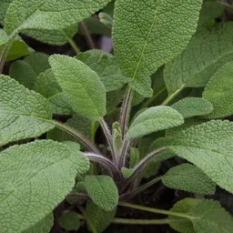 Kölle Bio Kölle Bio Bio Salbei 'Nonflower', Topf-Ø 12cm – Produktbild 1 von 1