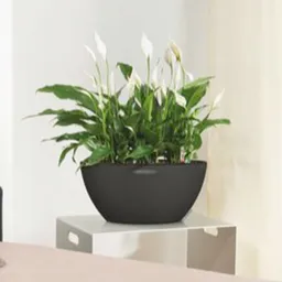 Lechuza® Lechuza® 'Cubeto Stone 40', graphitschwarz, ca. Ø 40 x H 18 cm – Produktbild 1 von 1