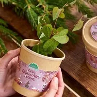 Die Stadtgärtner Die Stadtgärtner Lebkuchenbaum aus dem Becher I Anzuchtset I Nachhaltiges Weihnachtsgeschenk – Produktbild 1 von 1
