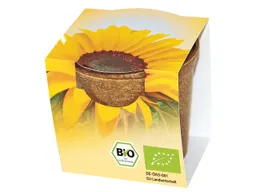 Bio Sonnenblumen im Easy Wachstumstopf – Produktbild 1 von 1