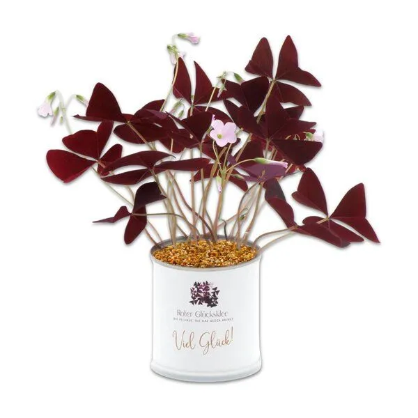 MacFlowers MacFlowers Pflanze in der Dose leichtes Anzucht-Set mit Lila Glücksklee – Produktbild 2 von 2