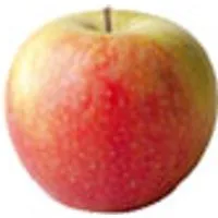 Deutschland FrÃ¼h-ÃÑpfel Delbar Estivale – Produktbild 1 von 1