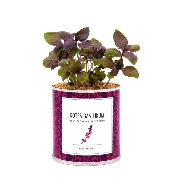 MacFlowers MacFlowers Pflanzen in der Dose - rotes Basilikum, Lila, – Produktbild 1 von 4
