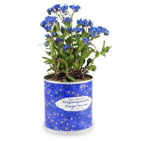 MacFlowers MacFlowers Blumen in der Dose Vergissmeinnicht – Produktbild 2 von 4