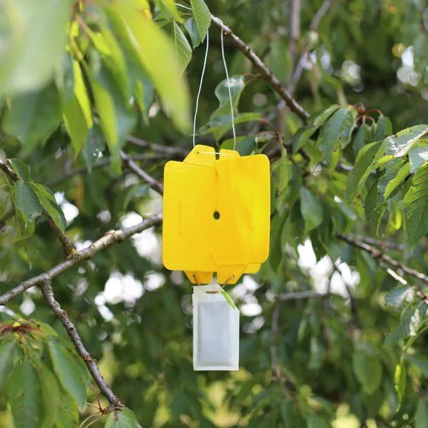 Andermatt Biogarten Andermatt Biogarten Rebell Amarillo – Produktbild 2 von 2