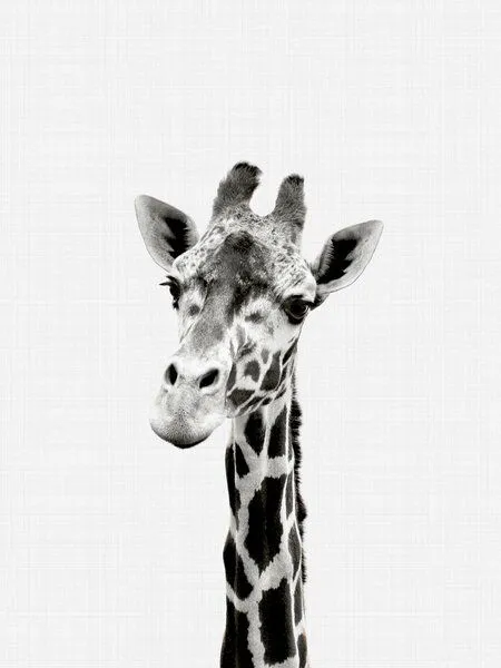 Photocircle Photocircle Poster / Leinwandbild - Giraffe (Black and White) – Produktbild 1 von 4