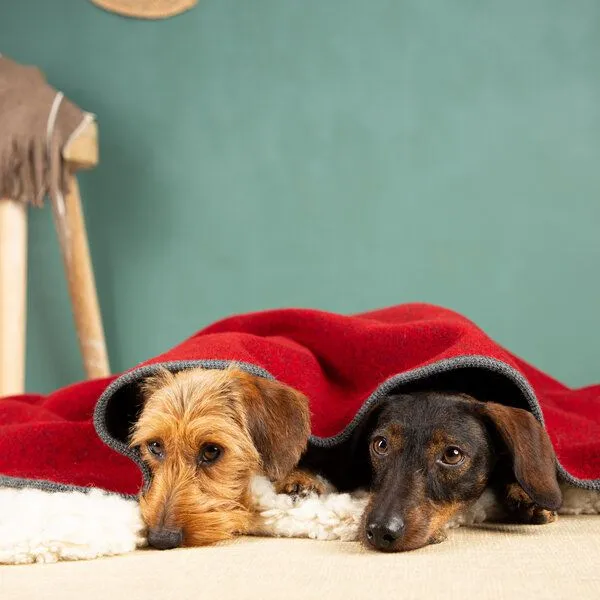 nahtur-design nahtur-design Hundedecke | 100% Schurwolle | natürliche Wärme, Rot_01, – Produktbild 1 von 4