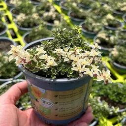 Kölle Bio Kölle Bio Bio Thymian 'Foxley', Topf-Ø 12cm – Produktbild 1 von 1