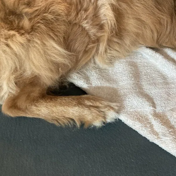 mio eco mio eco Hochwertiges Hunde Handtuch klein aus Retoure-Handtüchern zero waste – Produktbild 3 von 4