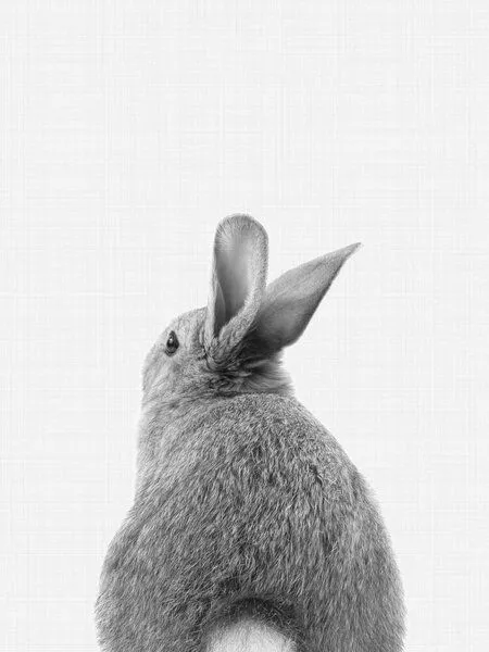 Photocircle Photocircle Poster / Leinwandbild - Rabbit Tail (Black and White) – Produktbild 1 von 4
