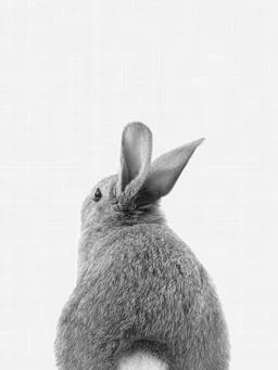 Photocircle Photocircle Poster / Leinwandbild - Rabbit Tail (Black and White) – Produktbild 1 von 1