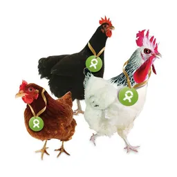OxfamUnverpackt OxfamUnverpackt Spenden-Geschenk "Gackernde Hühner" (Grußkarte mit Magnet) – Produktbild 1 von 1