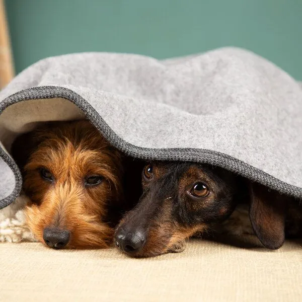 nahtur-design nahtur-design Hundedecke | 100% Schurwolle | natürliche Wärme, Grau_01, – Produktbild 1 von 4