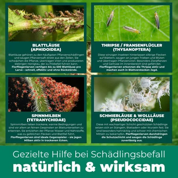 Silberkraft Silberkraft Florfliegenlarven gegen Blattläuse, Woll- & Schmierläuse, Spinnmilben, Thripse & weiße Fliegen – Produktbild 3 von 4