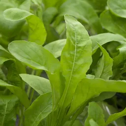 Kölle Bio Kölle Bio Bio Wilde Rauke, Topf-Ø 12cm – Produktbild 1 von 1